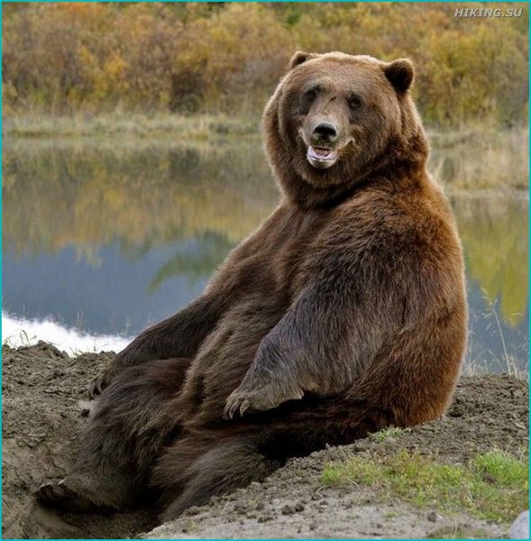 Про медведя